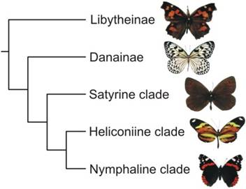 A simplified butterfly taxonomy