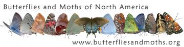 Butterflies and Moths of North America logo